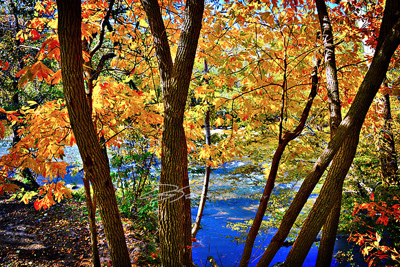 Dan River at Moratock Park