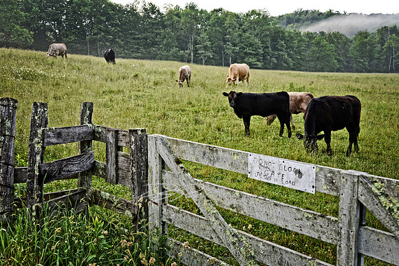 Along the Blue Ridge Parkway near Grandfather Mt.