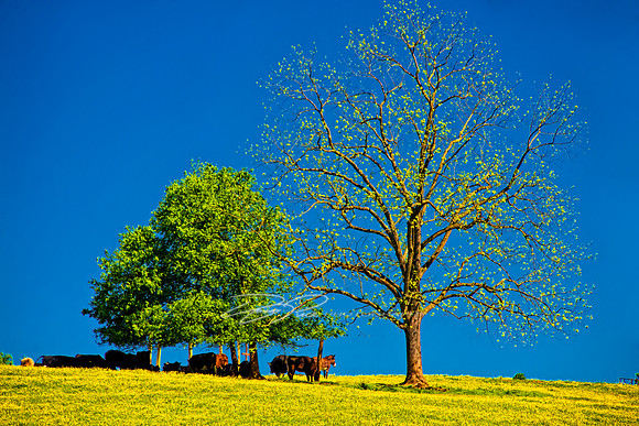 The Children's Home Farm in Winston-Salem